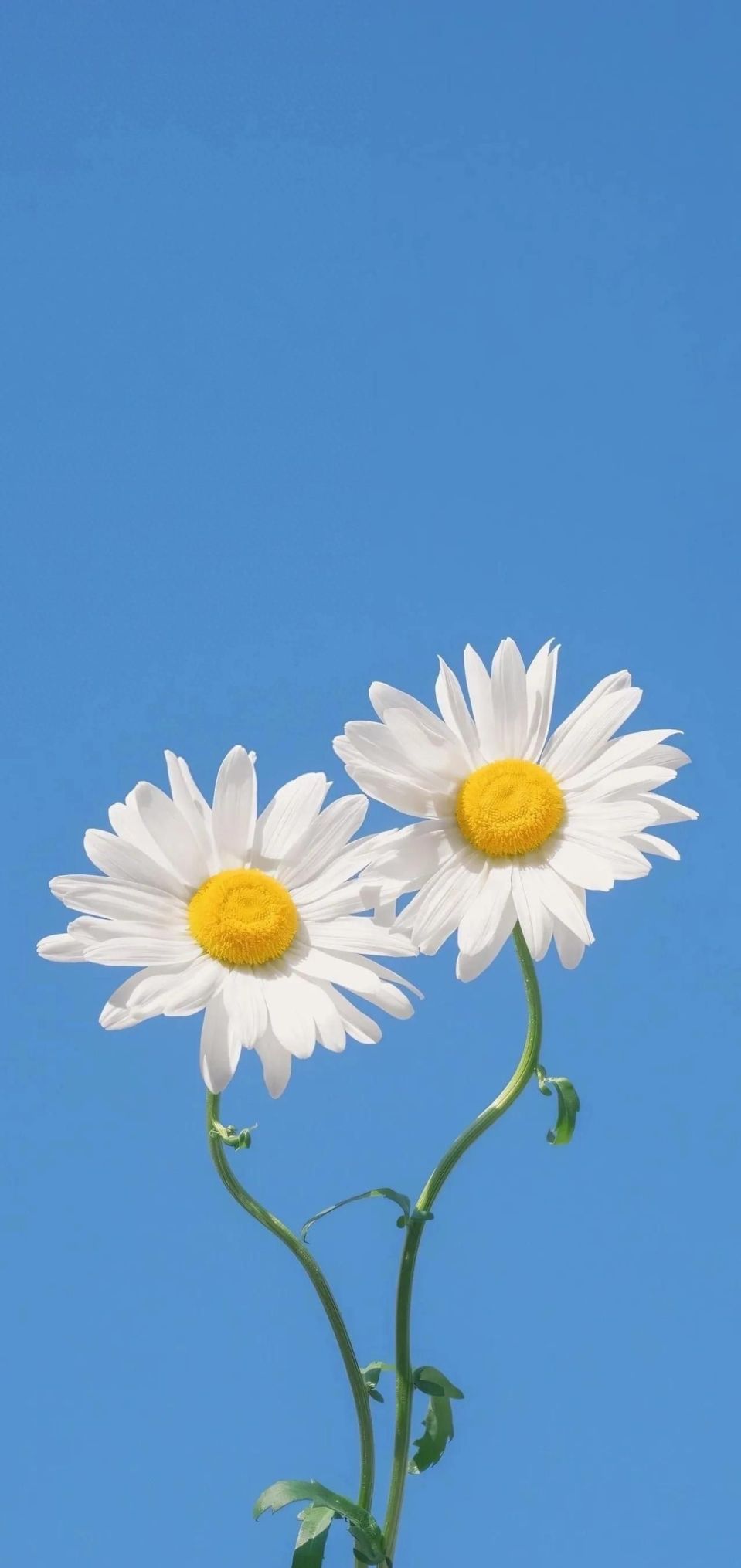 纯净视界，极简风格壁纸精选