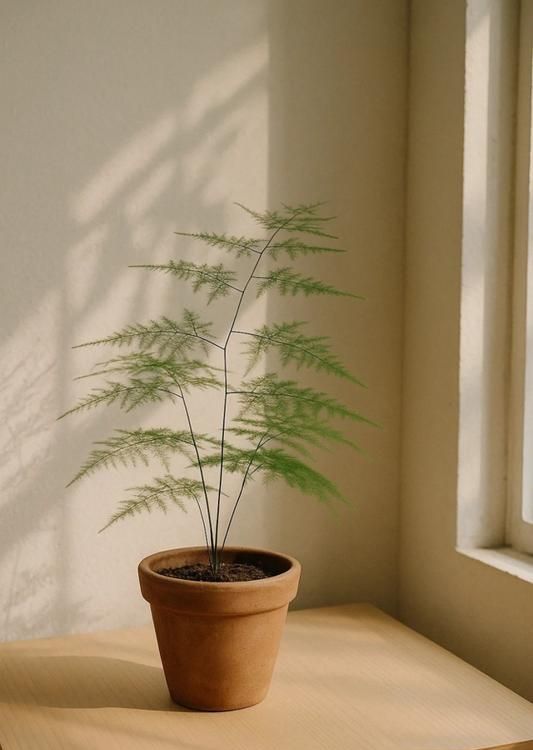 10款侘寂风氛围感绿植清单｜用克制美学打造高级留白空间 - 家居知识