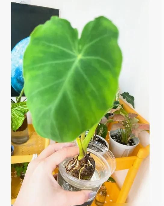 北京一女子，把“芋头当绿植”养客厅，竟然十分好看，ins风十足 - 家居知识