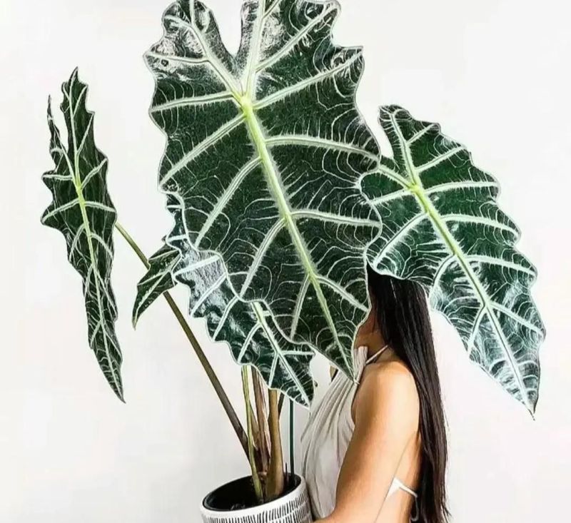 别只会养绿萝吊兰了，这3种小众ins风植物，与众不同，超治愈！ - 家居知识
