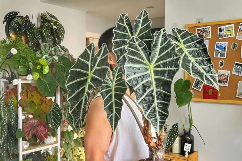 别只会养绿萝吊兰了，这3种小众ins风植物，与众不同，超治愈！ - 家居知识