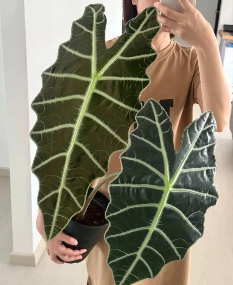 别只会养绿萝吊兰了，这3种小众ins风植物，与众不同，超治愈！ - 家居知识