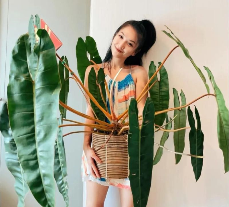 别只会养绿萝吊兰了，这3种小众ins风植物，与众不同，超治愈！ - 家居知识