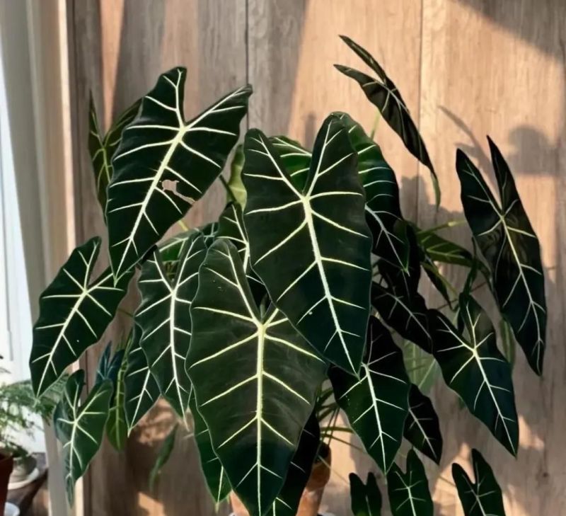 别只会养绿萝吊兰了，这3种小众ins风植物，与众不同，超治愈！ - 家居知识