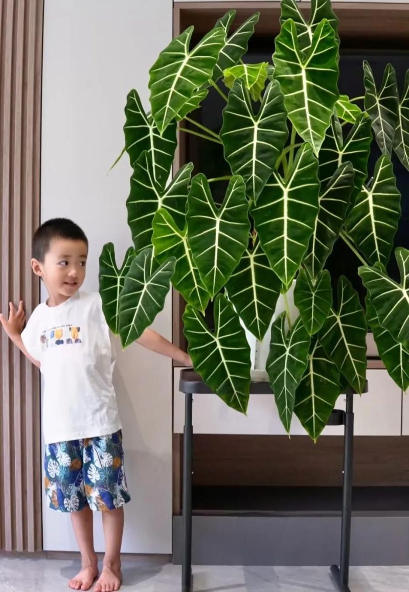 别只会养绿萝吊兰了，这3种小众ins风植物，与众不同，超治愈！ - 家居知识