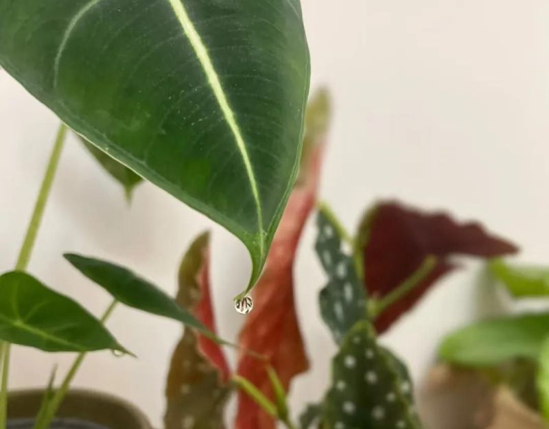 别只会养绿萝吊兰了，这3种小众ins风植物，与众不同，超治愈！ - 家居知识