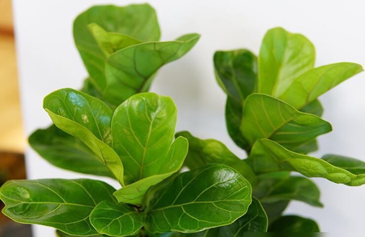 打造北欧风家居风格，不可忽视绿植的存在，这8种盆栽可以试试 - 家居知识