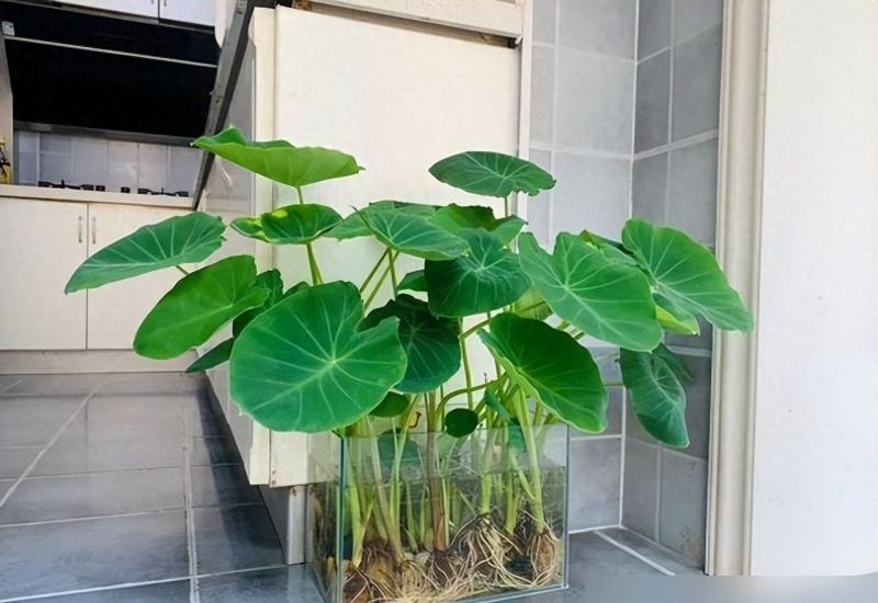 北京女子客厅养芋头成ins风绿植，意外惊艳走红网络