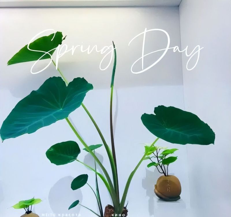 北京女子客厅养芋头成ins风绿植,意外惊艳走红网络 北京一女子,把“芋头当绿植”养客厅,竟然十分好看,ins风十足 - 家居知识