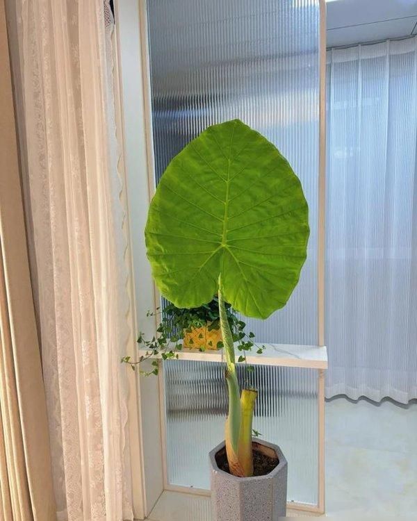 北京女子客厅养芋头成ins风绿植,意外惊艳走红网络 北京一女子,把“芋头当绿植”养客厅,竟然十分好看,ins风十足 - 家居知识