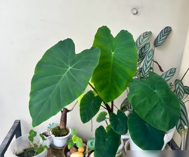 北京女子客厅养芋头成ins风绿植,意外惊艳走红网络 北京一女子,把“芋头当绿植”养客厅,竟然十分好看,ins风十足 - 家居知识