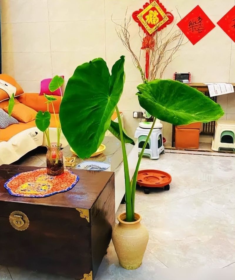 北京女子客厅养芋头成ins风绿植,意外惊艳走红网络 北京一女子,把“芋头当绿植”养客厅,竟然十分好看,ins风十足 - 家居知识