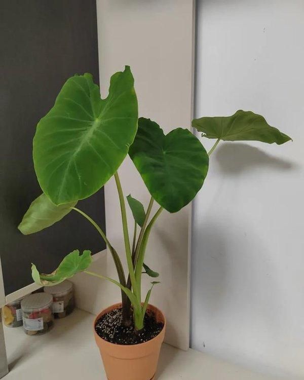 北京女子客厅养芋头成ins风绿植,意外惊艳走红网络 北京一女子,把“芋头当绿植”养客厅,竟然十分好看,ins风十足 - 家居知识