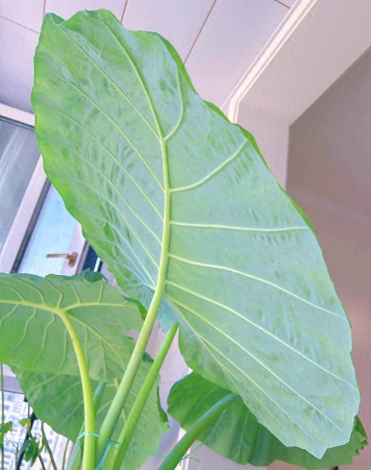 北京小伙客厅养芋头零成本打造ins风绿植