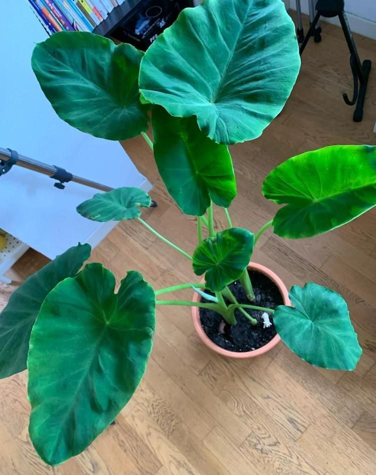 北京一小伙，把“芋头当绿植”养客厅，没花一分钱，ins风十足 - 家居知识