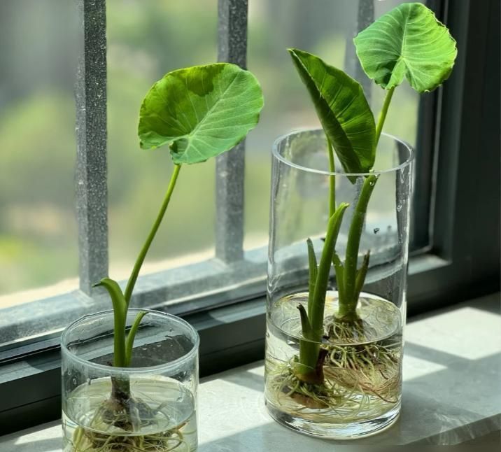 北京一小伙，把“芋头当绿植”养客厅，没花一分钱，ins风十足 - 家居知识