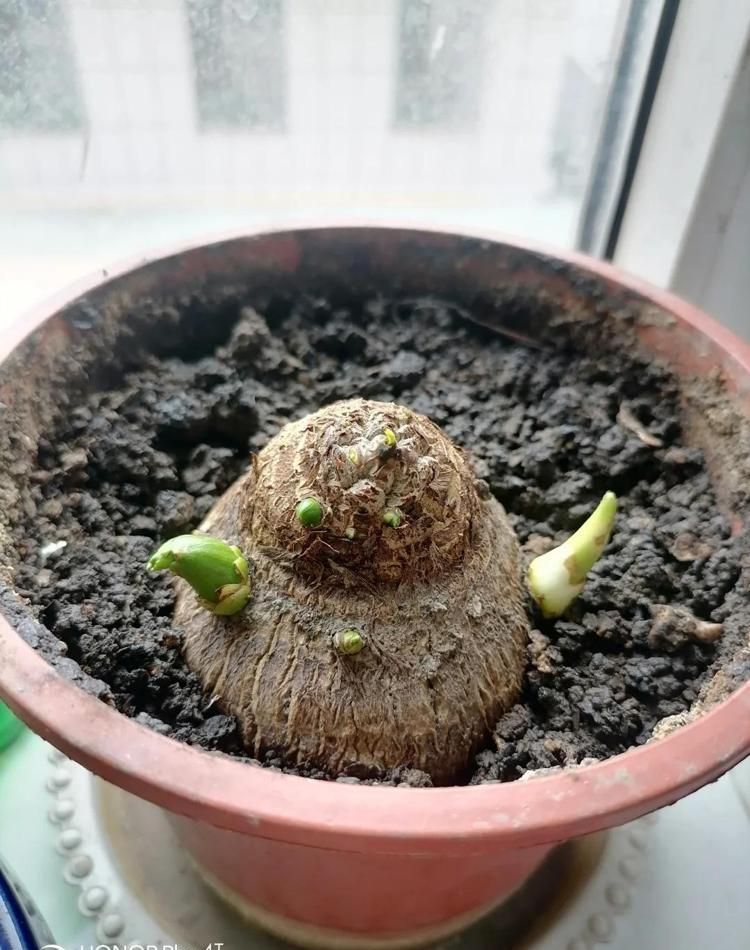 北京一小伙，把“芋头当绿植”养客厅，没花一分钱，ins风十足 - 家居知识