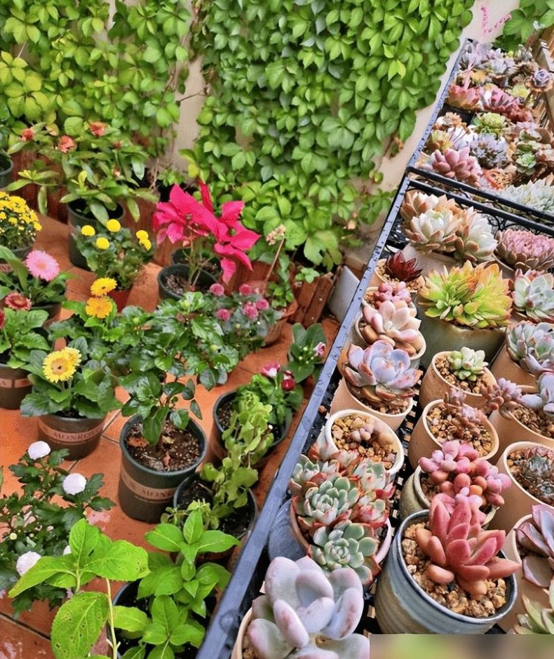 死党北欧风新房走红,阳台多肉花园引女生疯狂表白! 死党晒新房,全屋北欧清新设计,阳台养多肉女孩子争相表白! - 家居知识