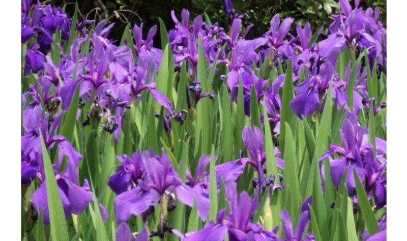 “光琳派”的集大成之作，纯日本趣味的装饰美 - 家居知识