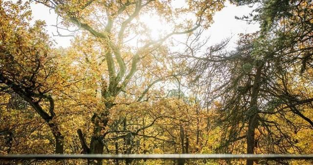 46平的家，简约装饰与复古元素，拥有慵懒又高级的复古腔调 - 家居知识