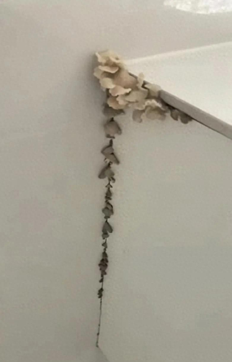 志邦定制卫浴柜使用未满年竟长出蘑菇 消费者维权遇阻