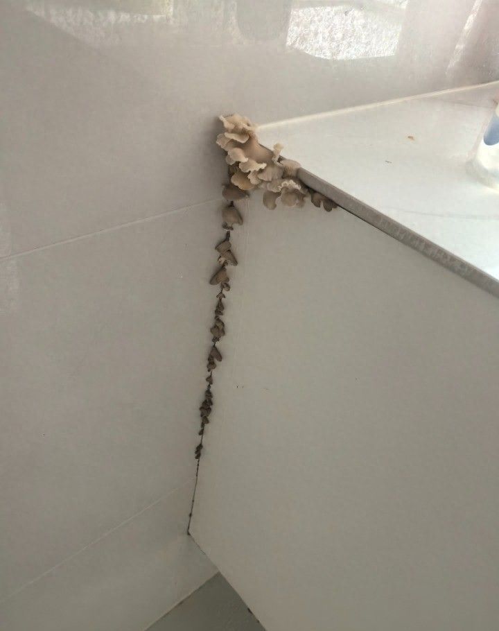 男子定制浴室柜半年后长出蘑菇 品牌方，板材没问题将安排售后