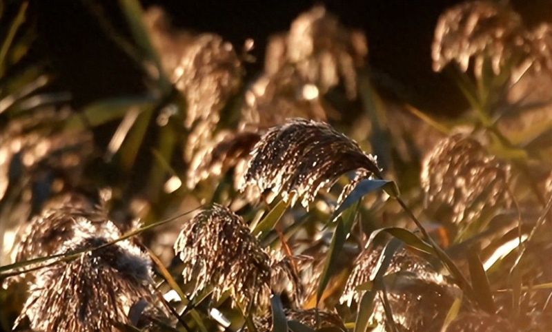 南方人定制餐边柜,选对板材是关键! 南方人定制餐边柜,选对板材太重要了! - 家居知识