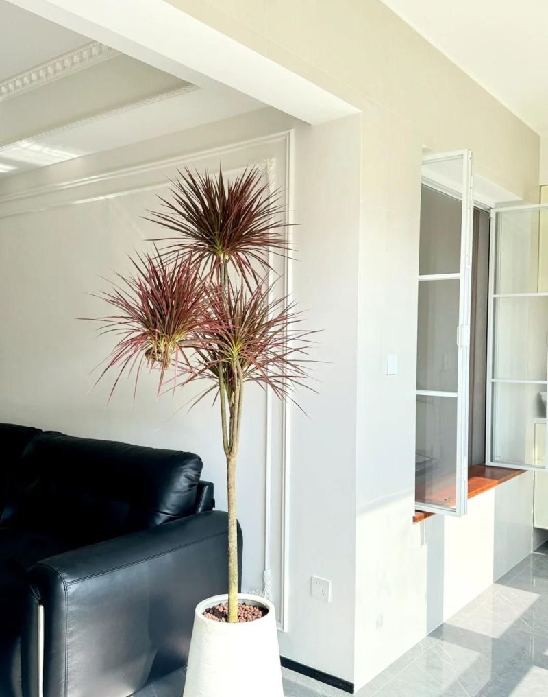 【风格打造】侘寂风家居的灵魂伴侣！3种“不完美之美”的植物 - 家居知识