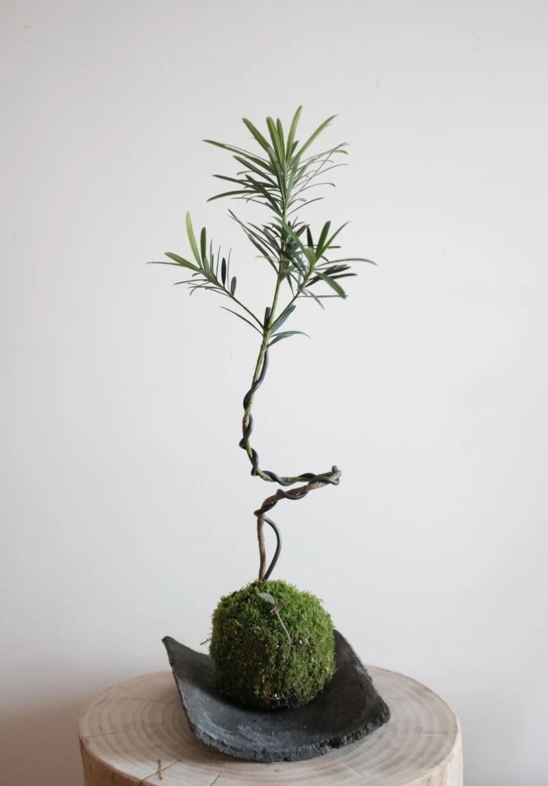 【风格打造】侘寂风家居的灵魂伴侣！3种“不完美之美”的植物 - 家居知识