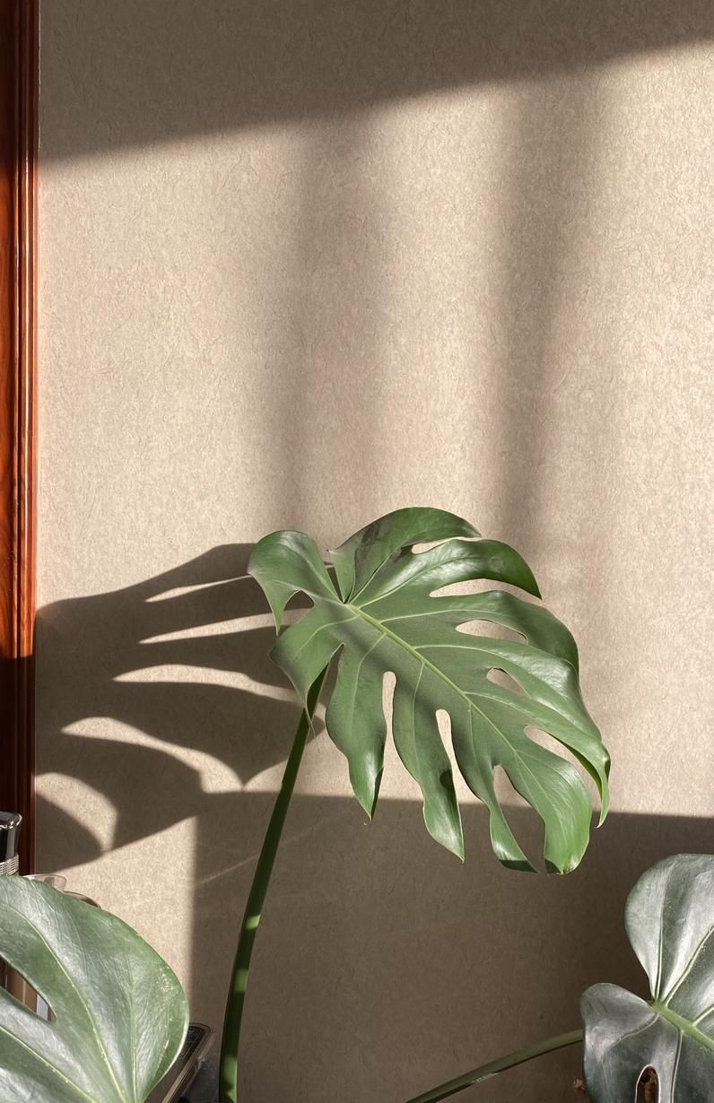 极简留白｜把家装成会呼吸的治愈空间 - 家居知识