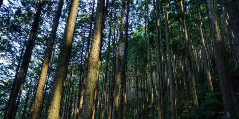 日式美学,魅力藏于阴影中