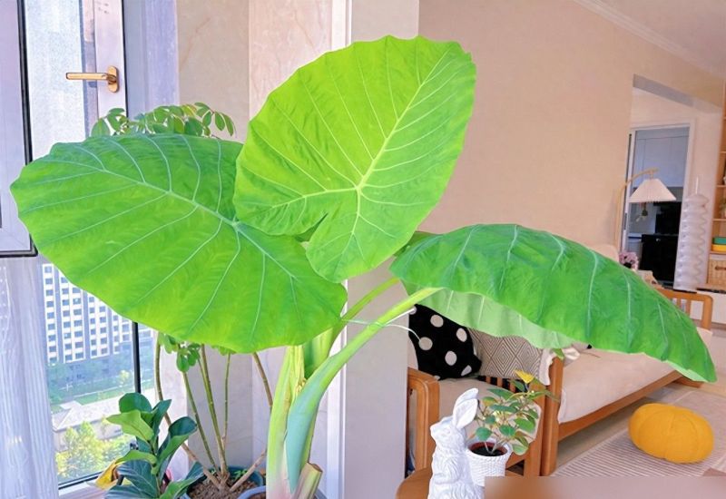 北京一小伙，把“芋头当绿植”养客厅，没花一分钱，ins风十足 - 今日头条