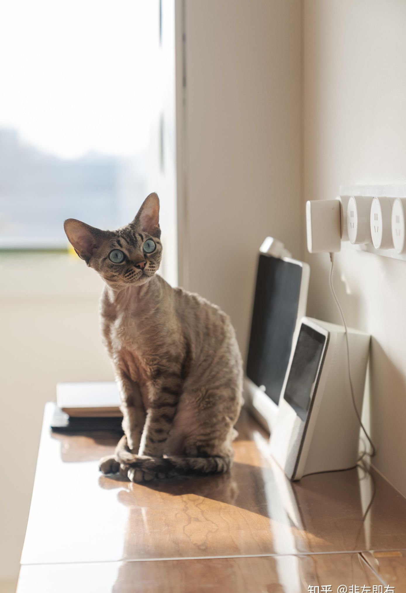 150㎡人猫共居,治愈带娃收纳痛点的中古风之家 - 今日头条 150㎡人猫共居,治愈带娃收纳痛点的中古风之家 - 家居知识